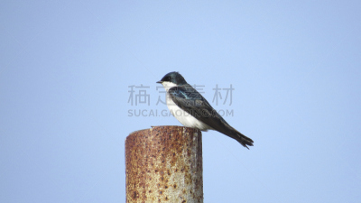 树燕,自然,野生动物,食肉鸟,水平画幅,蓝色,鸟类,魁北克,观鸟,野外动物