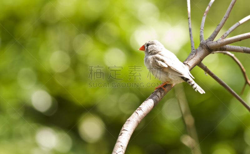 班玛纹雀,澳大利亚文明,水平画幅,橙色,曝光过度,斑马,鸟类,澳大拉西亚,动物身体部位,户外