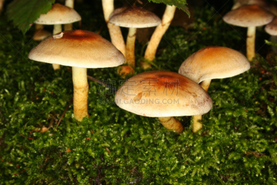 穗,硫磺,褐色,水平画幅,无人,苔藓,夏天,户外,特写,树林