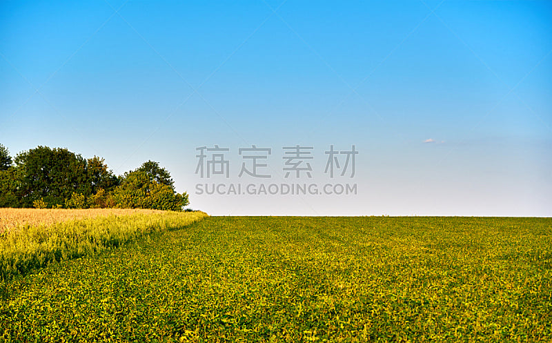 天空,田地,绿色,蓝色,黄色,农场,在上面,水平画幅,山,草坪