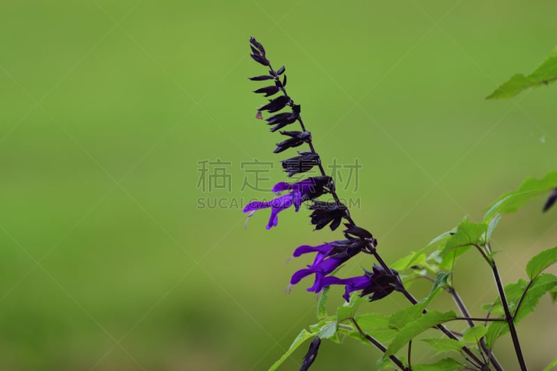 鼠尾草,紫色,美,水平画幅,无人,园艺,夏天,户外,特写,彩色背景