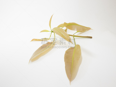 mango leaf
