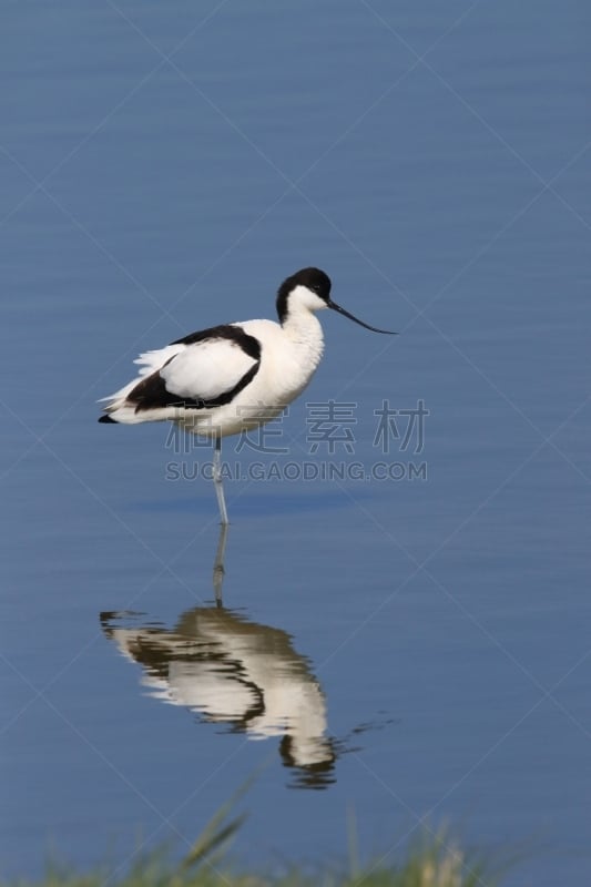 荷兰,泰瑟尔岛,长嘴鳄脚,垂直画幅,水,美,反嘴鹬,鸟类,沼泽,户外