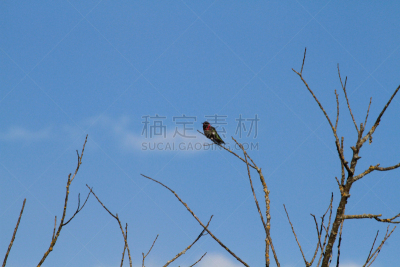雌性动物,镜冠秋沙鸭,池塘,水,天空,美,褐色,水平画幅,鸟类,野外动物