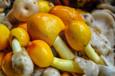 蘑菇,黄色,自然,水平画幅,有机食品,真菌和霉菌,食用菌,花蕾,白色,真菌