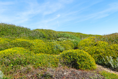 波克罗勒岛,绿色,地中海,田地,德海尔斯岛,天空,水平画幅,无人,夏天,户外