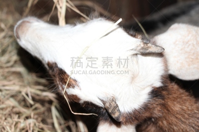 山羊,美国,水平画幅,努比亚山羊,家畜,无人,动物习性,幼小动物,有角的,鹿