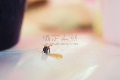 蜂蜜,自然,水平画幅,蜜蜂,彩色图片,夏天,昆虫,摄影,吃