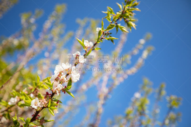 自然,花朵,背景,天空,美,水平画幅,樱花,桃,工厂,杏