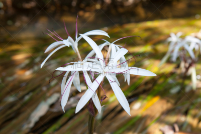 水,濒危物种,洋葱,睡莲,人头骨,攀牙府,花鳞茎,自然,水平画幅,无人
