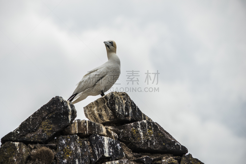 鲣鸟,巴斯岩石,野生动物,水平画幅,岩石,无人,鸟类,苏格兰,野外动物,海鸟