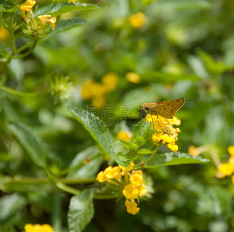 蛾 小的 植物 水平画幅 黄色 动物身体部位 翅膀 黑色 昆虫 花图片素材下载 稿定素材