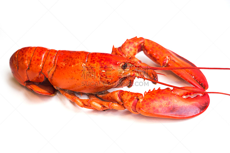 龙虾,波士顿,分离着色,白色,红色,海产,清新,一个物体,健康食物,饮食