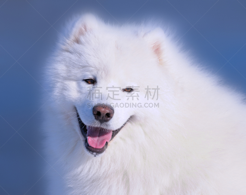 萨摩耶犬,狗,纯种犬,水平画幅,注视镜头,家畜,无人,蓝色,雄性动物,爱斯基摩犬