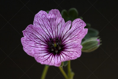天竺葵,陇牛儿苗,芭蕾舞者,野生老鹳草,温带的花,水平画幅,无人,花序,户外