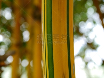 金竹,越南,清新,热带气候,环境,泰国,草类,公园,春天,树干