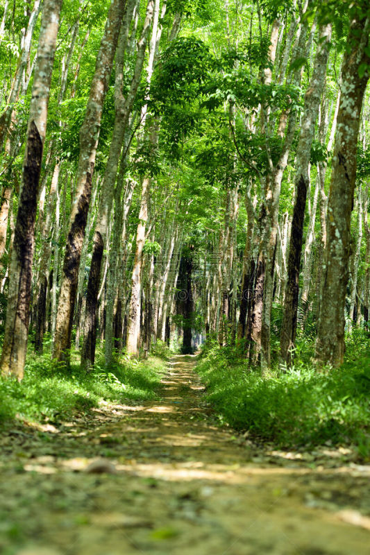 泰国,小路,绿色,橡胶树,山口,在之间,种植园,宏伟,风景,农业