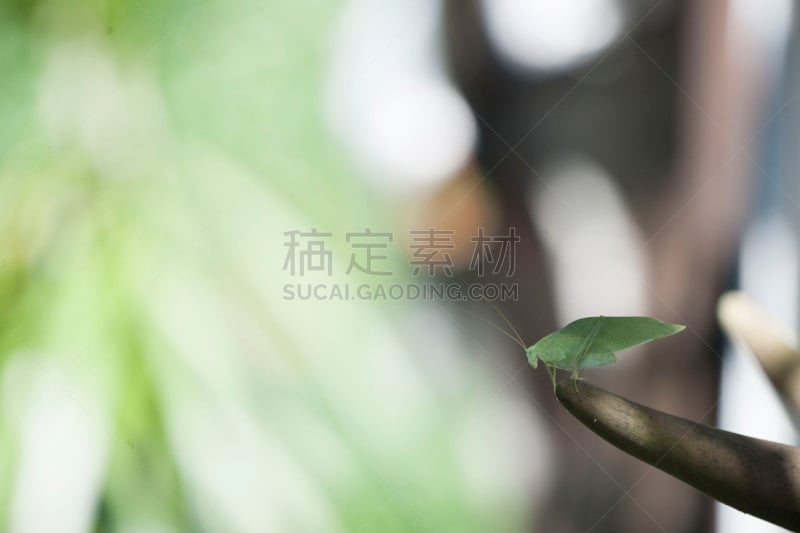 竹笋虫科,自然,野生动物,美国,水平画幅,无人,特写,竹节虫,动物,叶子