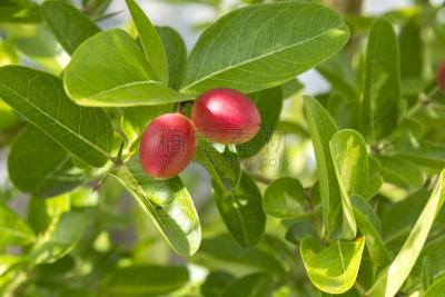 李子,植物,水果,葡萄干,孟加拉虎,班加西,库兰达,紫薇科树,酸味,水平画幅