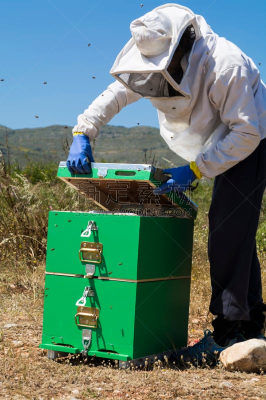 beekeeper,蜂王浆,蜂蜡,自然,垂直画幅,天空,笼子,绿色,蜜蜂,蓝色