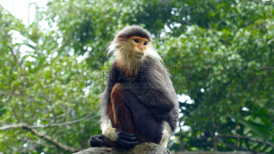 douc langur,叶猴,灵长目,水平画幅,一个人,人,德国,摄影,坐,树