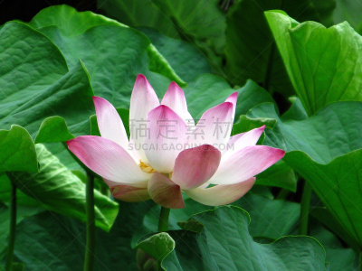 荷花,植物群,自然,美,水生植物,水平画幅,印度洋,无人,非洲,户外