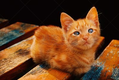 红色,猫,毛皮,水平画幅,橙色,小的,匈牙利,无人,猫食,猫眼眼镜