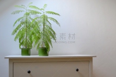 枝繁叶茂,植物,房屋,室内,清新,花盆,环境,英国,现代,装饰物
