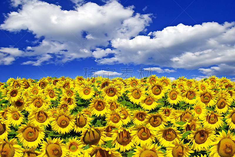向日葵,天空,田地,蓝色,背景,农业,球体,多样,云,熟的