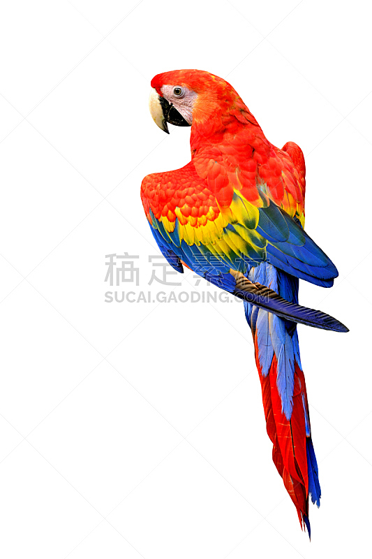 猩红色金刚鹦鹉,鸟类,彩色图片,自然美,分离着色,自然,白色,绿翅金刚鹦鹉,蓝黄金刚鹦鹉,长尾鹦鹉