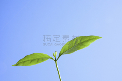 天空,秧苗,蓝色,自然,水平画幅,绿色,无人,日本,叶脉,太阳
