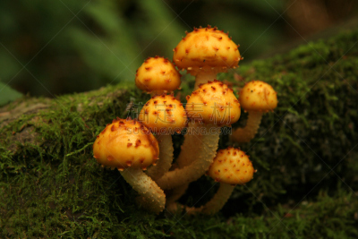 蘑菇,鳞伞菇,水平画幅,小的,无人,圆木,苔藓,户外,幼小动物,树林