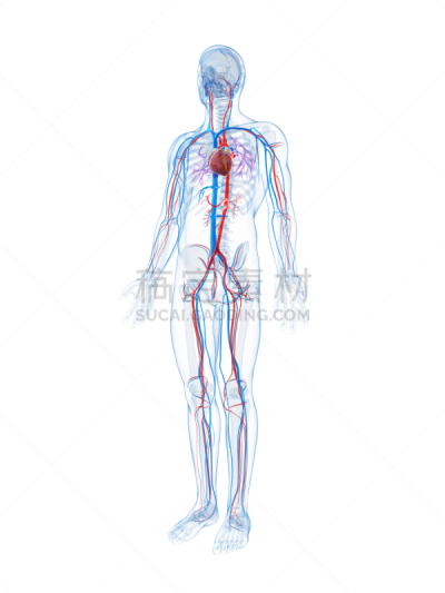 血管,人,垂直画幅,绘画插图,白色背景,科学,健康保健,生物学