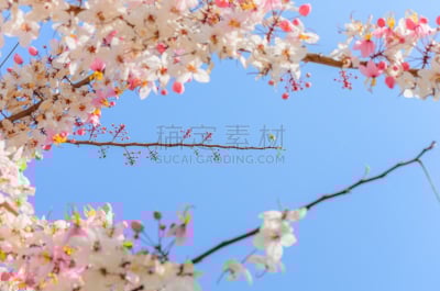 肉桂,蓝色,天空,束状带,自然,水平画幅,夏天,窦,特写
