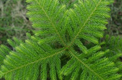 南洋杉,水平画幅,户外,针叶树,特写,泰国,植物,松科,常绿树,枝