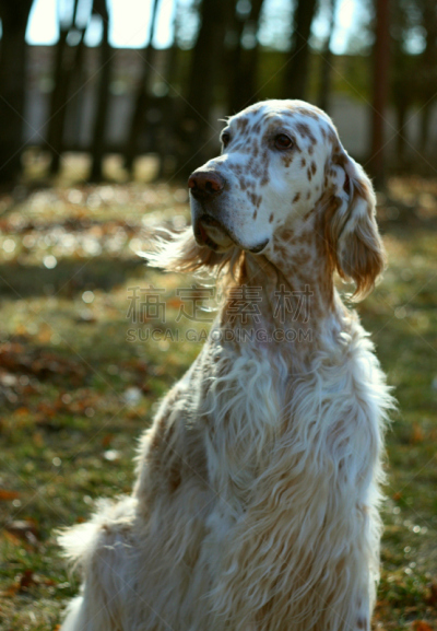 英格兰长毛猎犬,猎犬,长发,肖像,白昼,时尚,特写,白发,brown dog tick,松狮