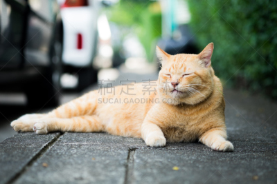 猫,可爱的,褐色,爪子,动物身体部位,小胡子,疲劳的,人的眼睛,哺乳纲,相机