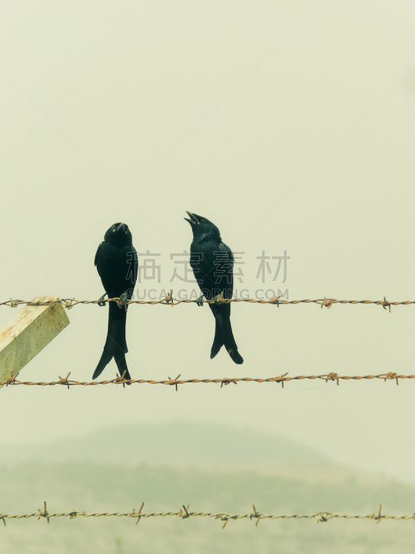 叉状卷尾鸟,卷尾,黑色,马哈拉施特拉邦,垂直画幅,无人,2015年,鸟类,两只动物,印度