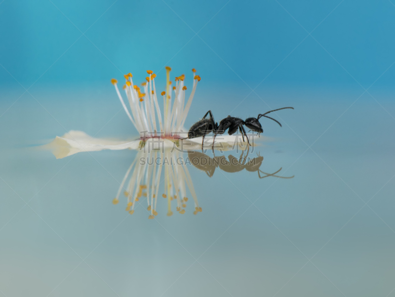 蚂蚁,坐船遇难的人,选择对焦,水,美,水平画幅,美人,户外,特写,完美