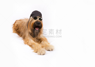 牧羊犬,太阳镜,布里犬,毛茸茸的毛皮,动物舌头,稀缺,美,络腮胡子,褐色,动物嘴
