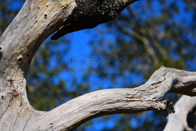 风化的,死的,枝,圣伯纳犬,背景,橡树,森林,天空,美国,水平画幅