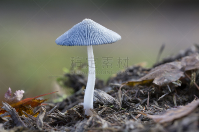 白塞树,白色,自然,鬼伞科,秋天,死的,图像,荷兰,无人,树林