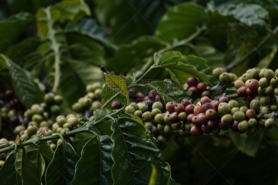叶子,枝,咖啡豆,农业,熟的,樱桃,色彩鲜艳,色彩饱和,植物,热带树