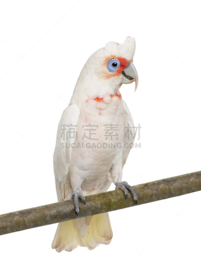 长嘴凤头鹦鹉,垂直画幅,粉红凤头鹦鹉,橙色,无人,美冠鹦鹉,长尾鹦鹉,鸟类,鹦鹉,白色背景