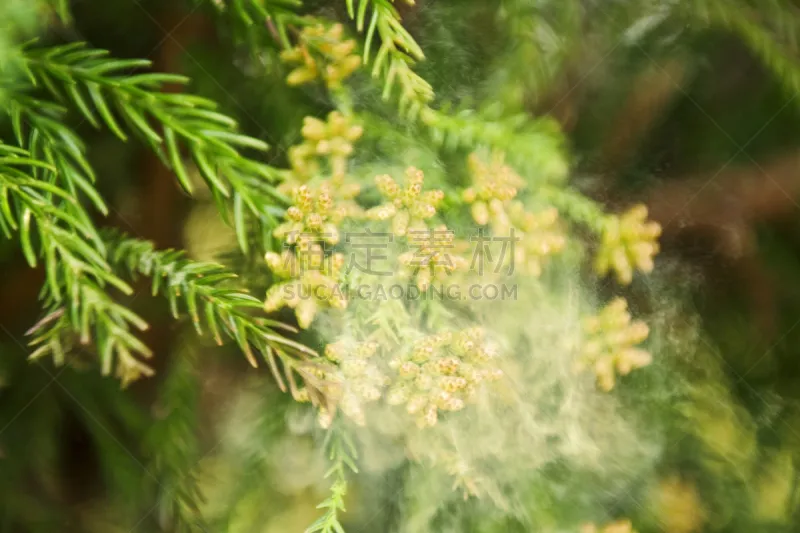 雪松 枯草热 花粉 柳衫 千叶县 自然 低视角 水平画幅 无人 日本图片素材下载 稿定素材 雪松 枯草热 花粉 柳衫 千叶县 自然 低视角 水平画幅 无人 日本图片素材下载 稿定素材
