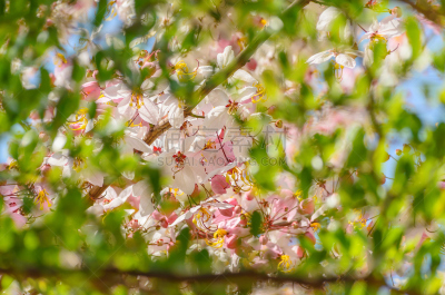肉桂,天空,蓝色,自然,水平画幅,夏天,窦,特写,泰国