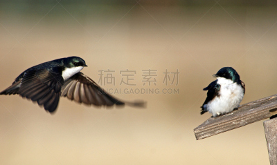树燕,自然,野生动物,美国,水平画幅,无人,鸟类,一只动物,北美歌雀,小鸟