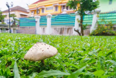 草,绿色,蘑菇,美,褐色,水平画幅,生食,夏天,真菌,植物