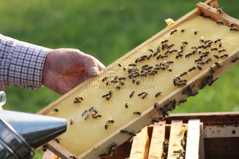 蜂蜇蛋糕,蜂王,螫针,beekeeper,螫刺的,蜂蜡,农业,动物主题,顺势医学,健康保健