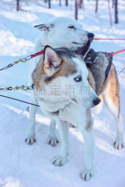 冬天,雪橇犬,森林,动物雪车,罗瓦涅米,两只动物,垂直画幅,雪,无人,户外